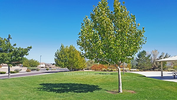 Country Meadows Park in Ventana Ranch